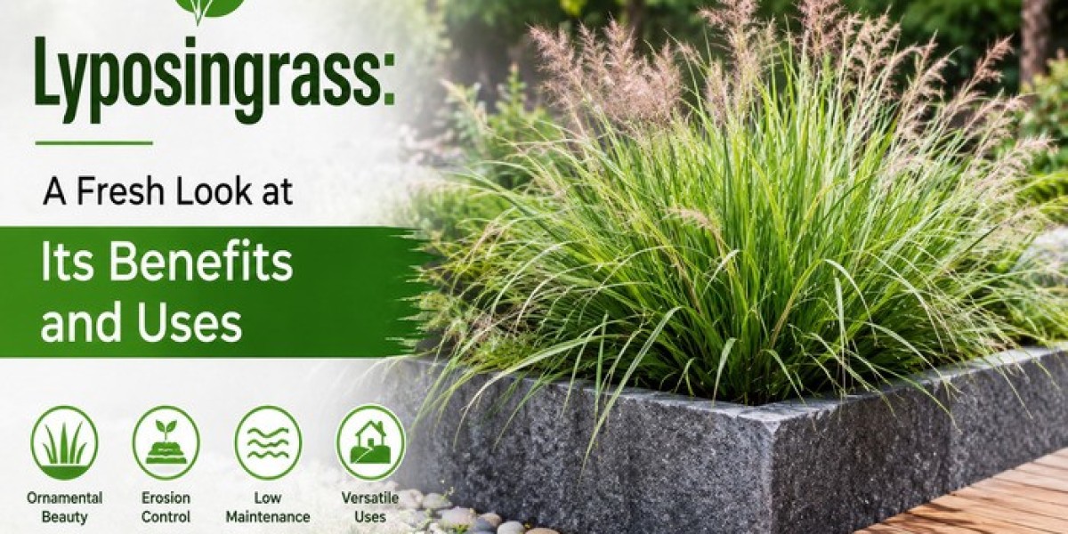 Lyposingrass: A Fresh Look at Its Benefits and Uses