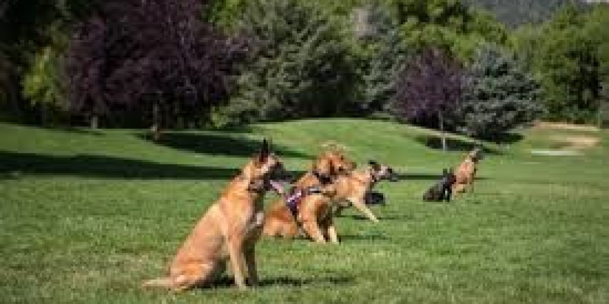 Dog Daycare Services Boca Grande: Quality Care for Happy Active Dogs